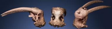 3D model Walrus skull (STL)